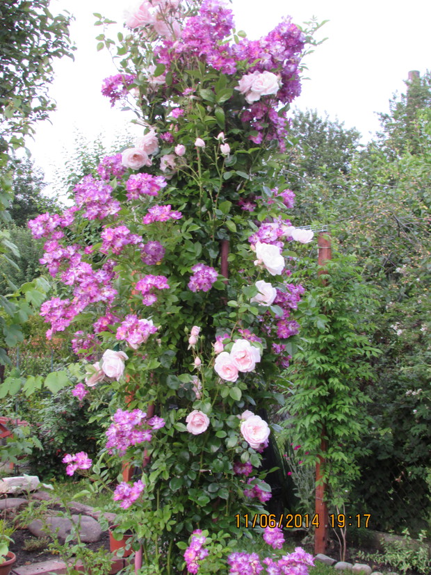 Róża pnąca  w centrum działki