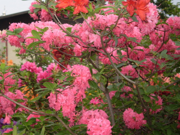 Różaneczniki, azalie