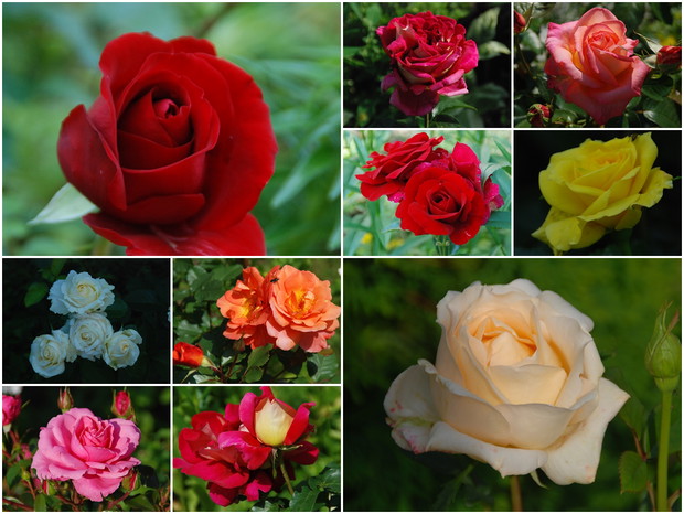 róże w zbliżeniach 