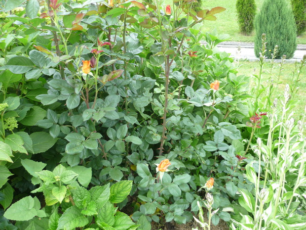 Rozwijające się pąki róż