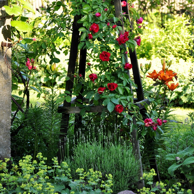 stelaż dla róży pnącej