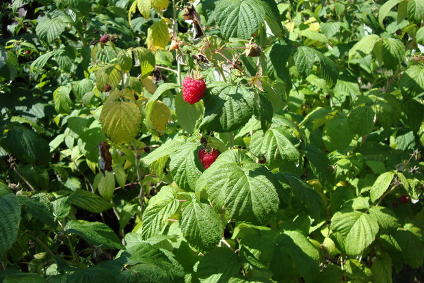 Syropy i nalewki z malin wspomagają leczenie grypy. Cenne właściwości ma także napar
z suszonych liści i owoców.