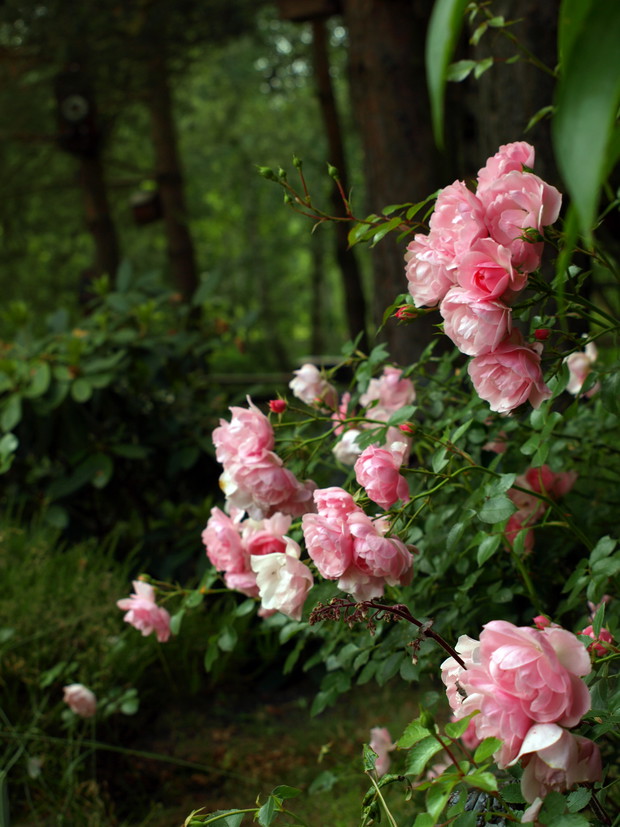 te różyczki świetnie czują się w sosnowym półcieniu