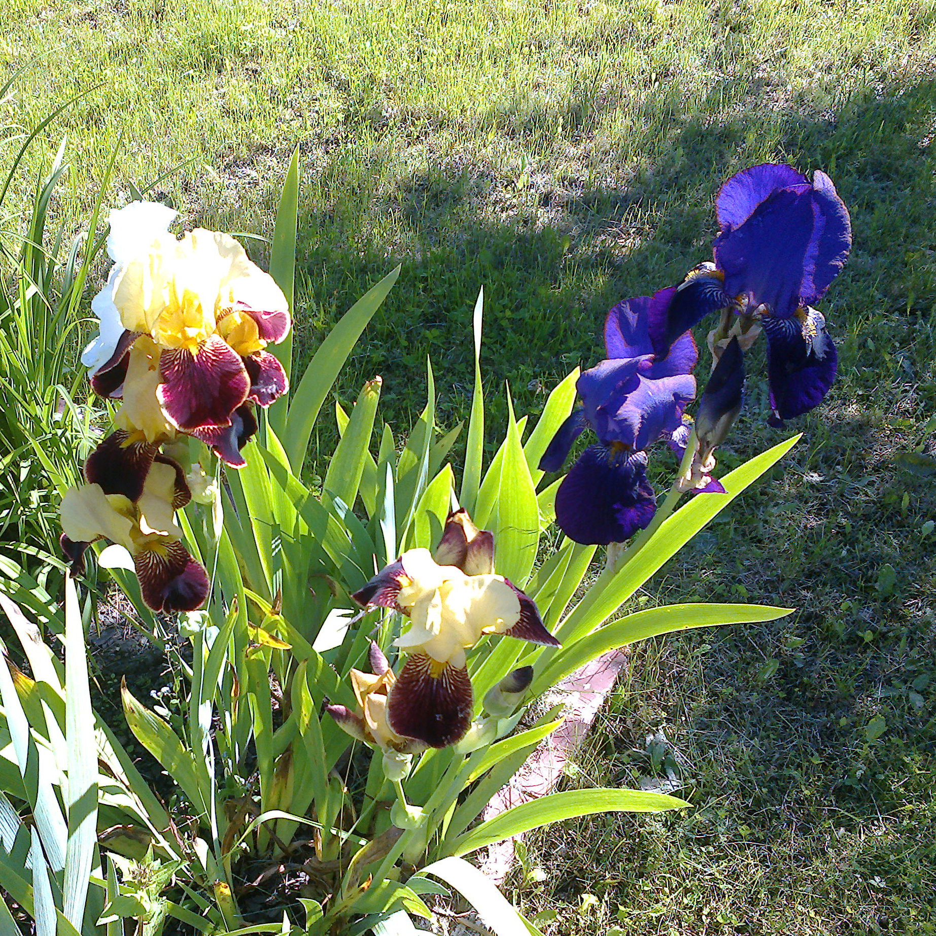 Urok i niesamowity zapach