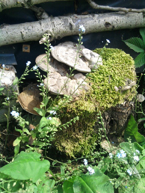 W moim ogródku królują 'dary natury"