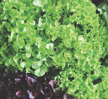 Warto jeść sałatę, bo zawiera dużo witaminy C, żelaza oraz jodu regulującego pracę tarczycy.