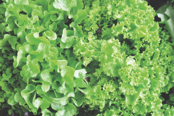 Warto jeść sałatę, bo zawiera dużo witaminy C, żelaza oraz jodu regulującego pracę tarczycy.