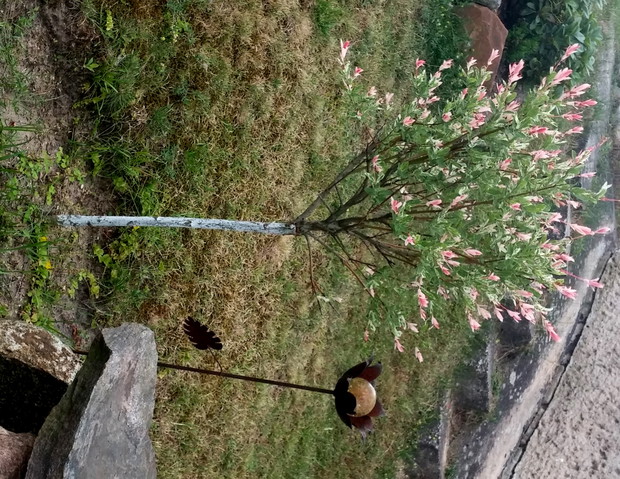 Wierzba całolistna
' Hakuro - nishiki '