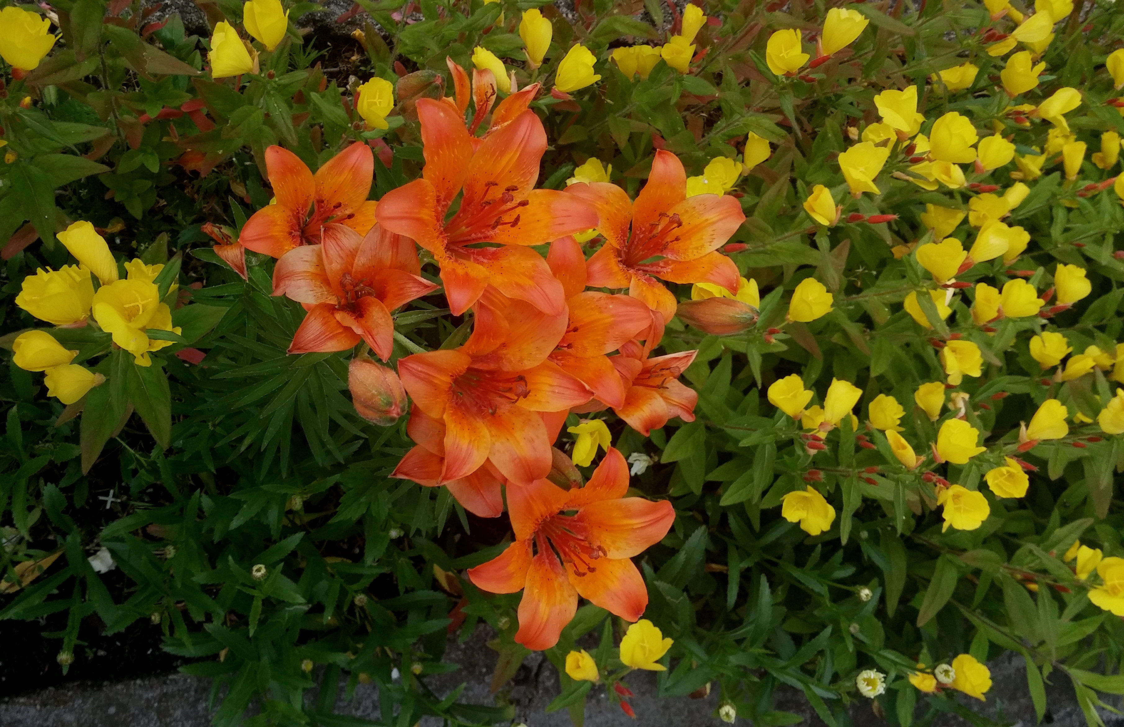 wiesiołek (Oenothera)