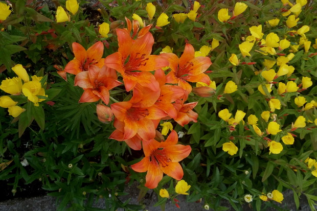wiesiołek (Oenothera)