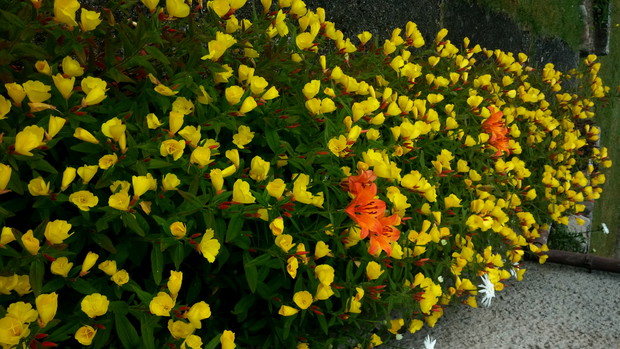 wiesiołek (Oenothera)