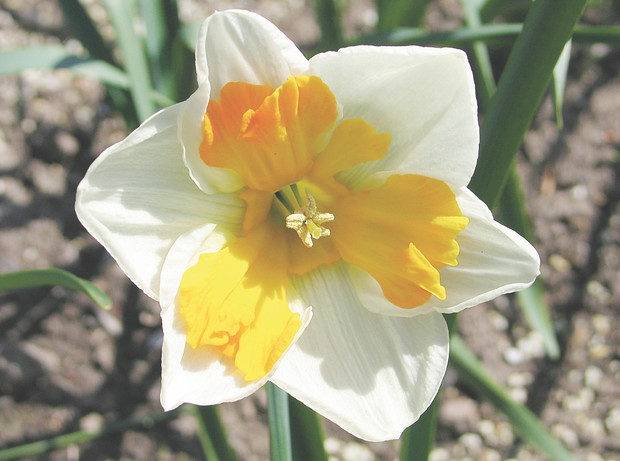 Wiosenne kwiaty cebulowe kończą wegetację na przełomie czerwca i lipca. Wtedy też można je wykopywać.