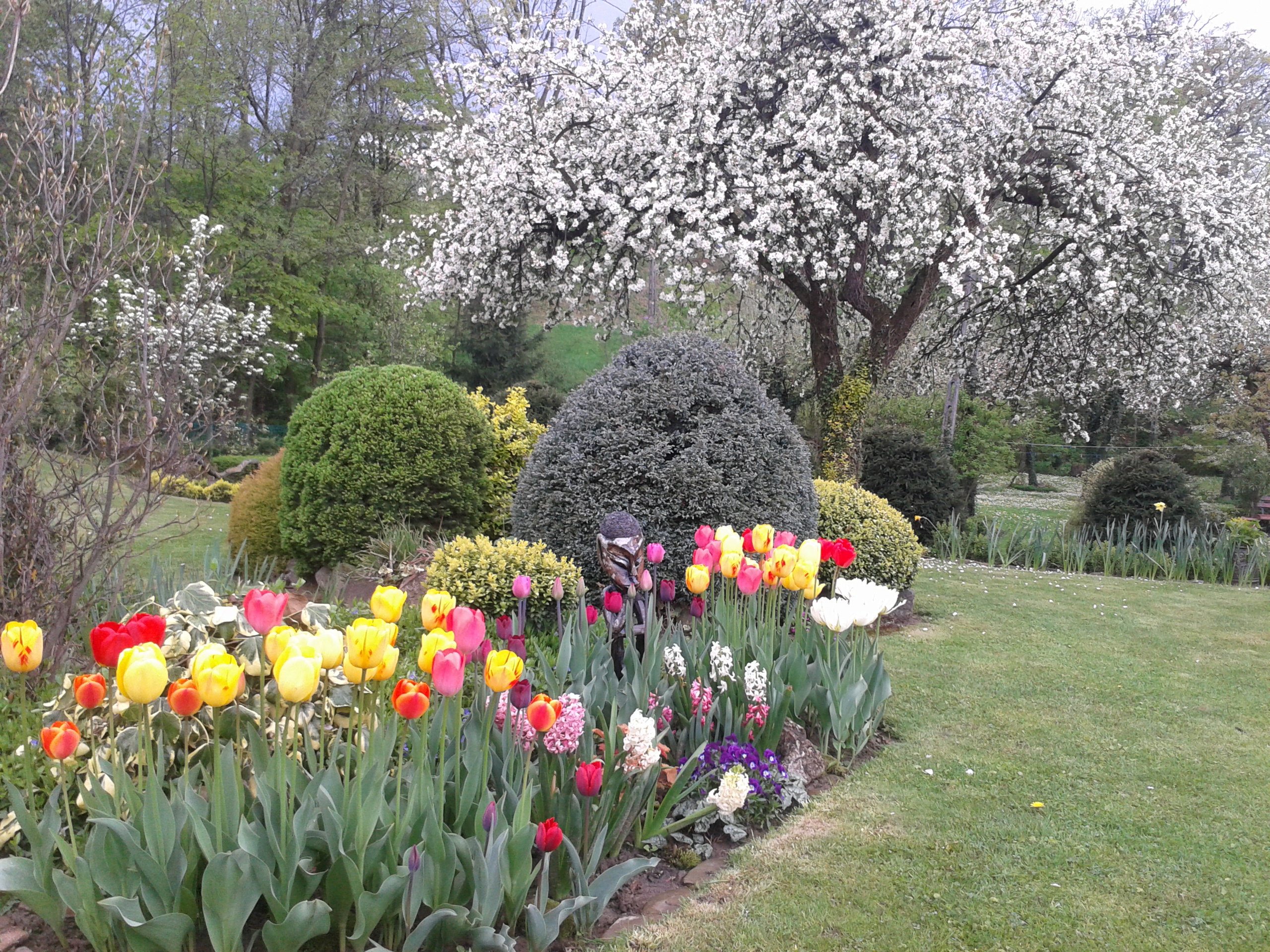 Wiosna w ogrodzie. Tulipany wiodą prym.