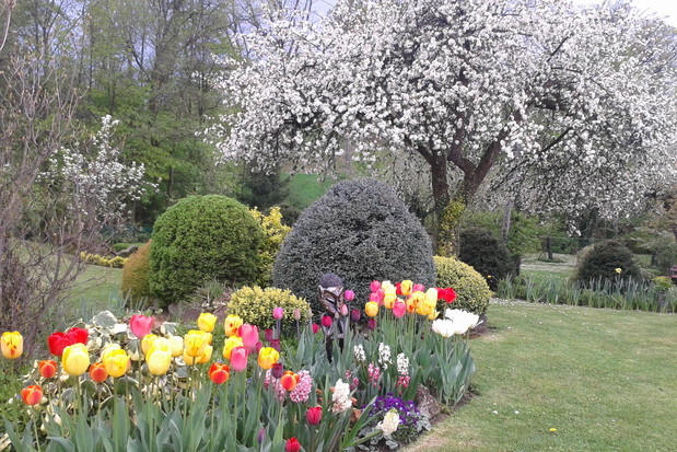 Wiosna w ogrodzie. Tulipany wiodą prym.