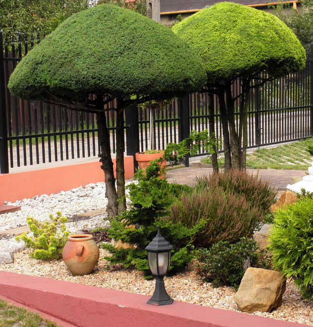 Wycięte przeze mnie grzybki a raczej stare grzyby ŻWIREK i MUCHOMOREK :)