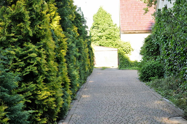 z lewej szpaler cyprysików i żywotników