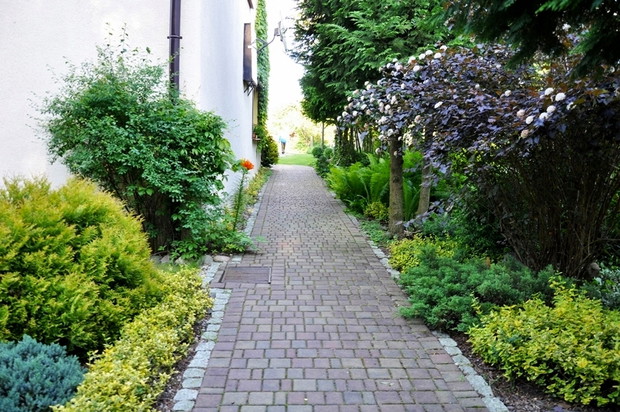 z prawej kwitnąca pęcherznica