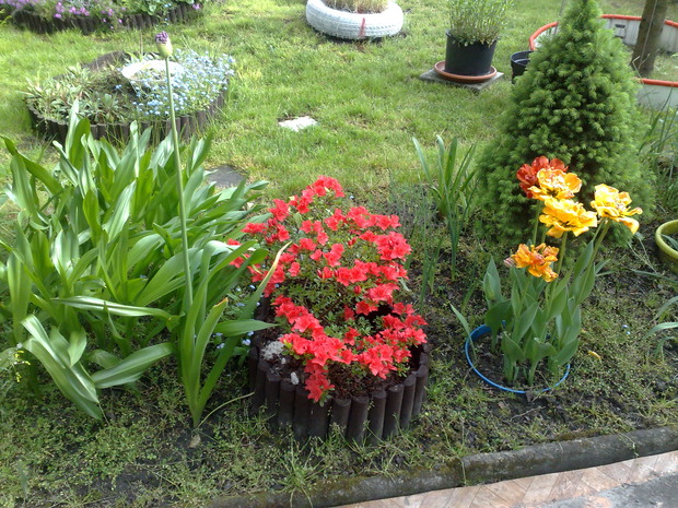 Azalia japońska, czosnek ozdobny, tulipany