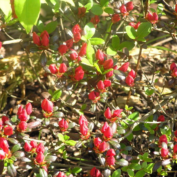 Azalia "Maruschka" .