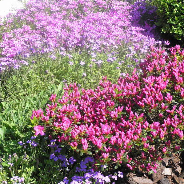 Azalia w połączeniu z kwitnącym o tej samej porze żagwinem.