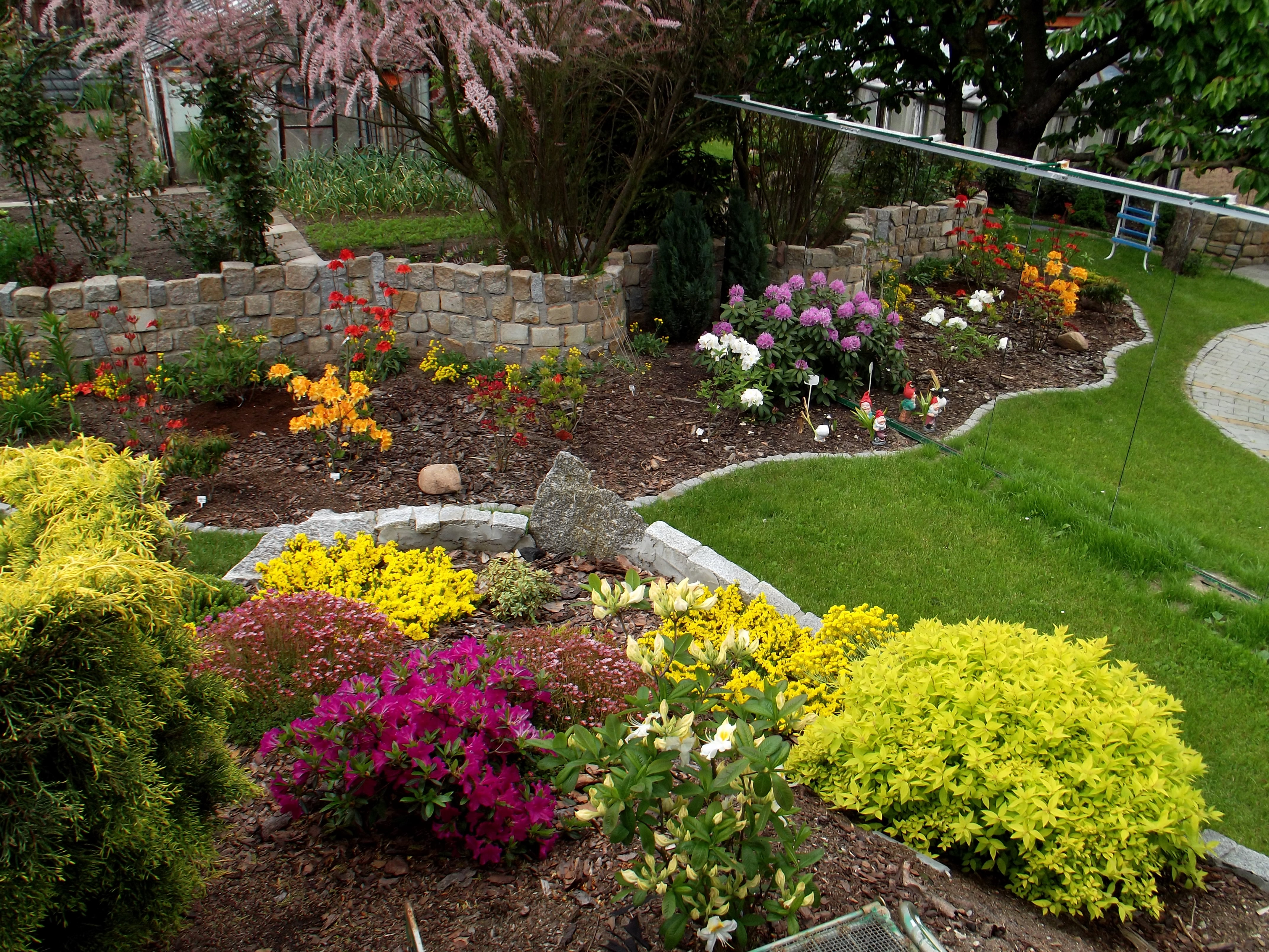 Azalie w odbiciu lustrzanym 