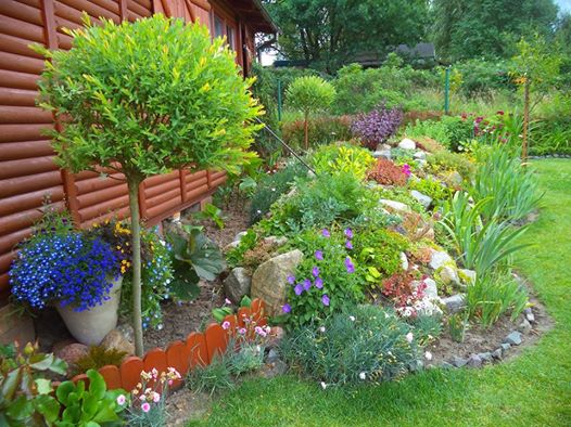 Bajkowy widok na skalniaczek z bliska,a w jego towarzystwie wierzba Hakuro