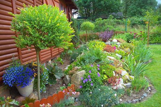 Bajkowy widok na skalniaczek z bliska,a w jego towarzystwie wierzba Hakuro