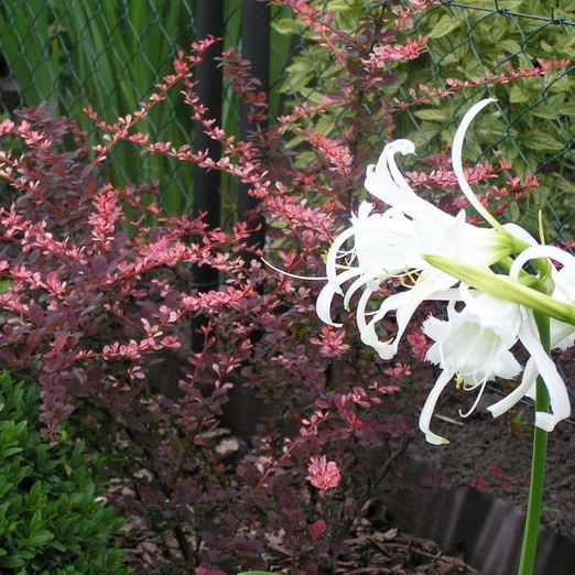 Berberys Thunberga "Harlequin i ismena w pełni kwitnienia.