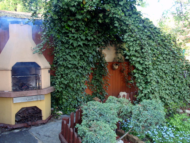 Bluszczowe wejście do ogrodu wraz z grillem