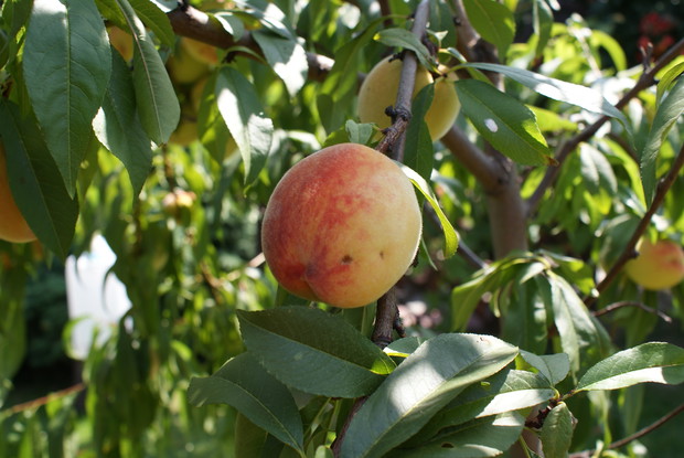 Brzoskwiniowych drzew jest w ogrodzie kilka. Wszystkie własnoręcznie posadzone!