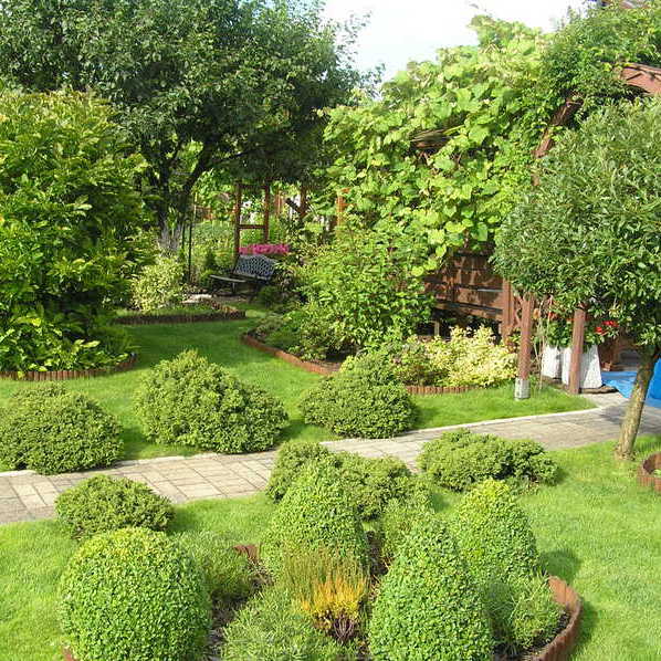 Bukszpany formowane w stożki. Przy pergoli pnie się winorośl a pod nią ławeczki i stół gdzie w cieniu odpoczywamy.