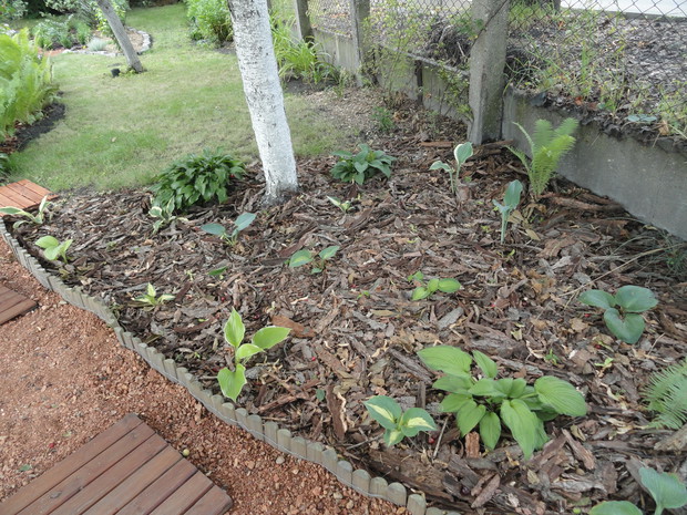 cienisty zakątek z funkiami