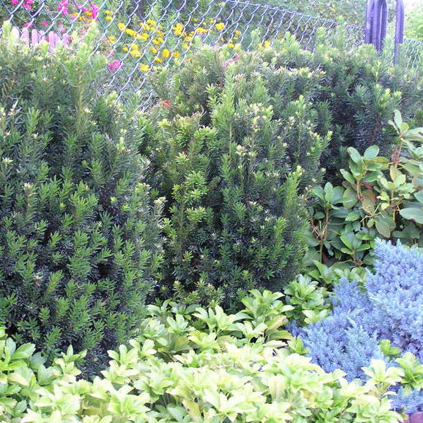 Cisy jako żywopłot, podsadzone runianką.