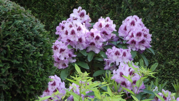 Coś z kolekcji rododendronów