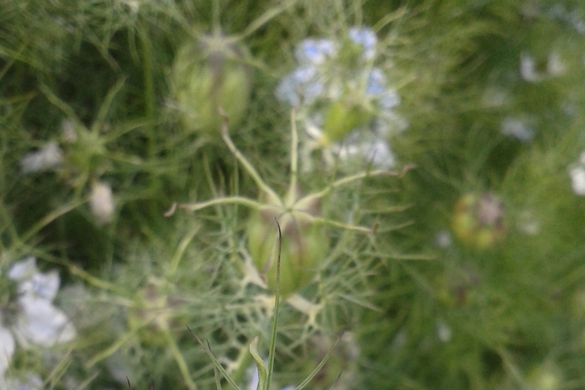 CZARNUSZKA