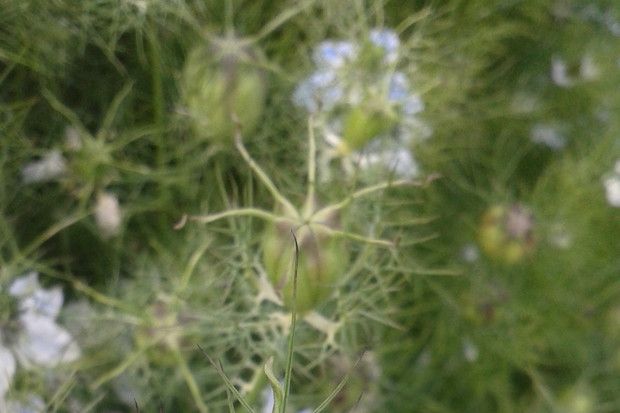 CZARNUSZKA