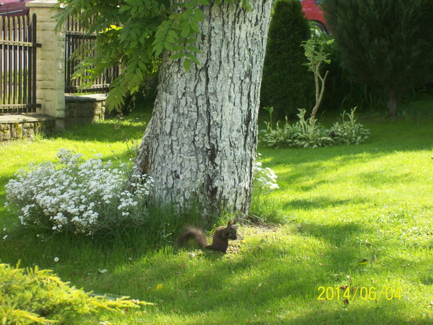 Częsty gość odwiedzający moje królestwo.