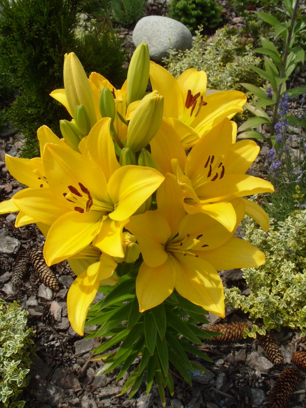 Czyż nie jestem piękna