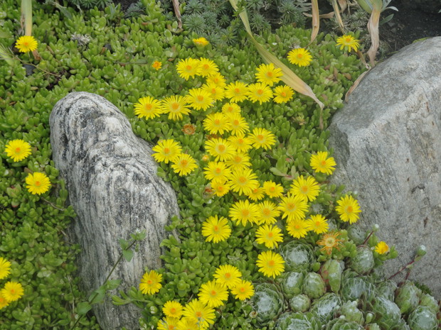 Delosperma tworzy śliczne żółte kobierce, które zamykają się wieczorem