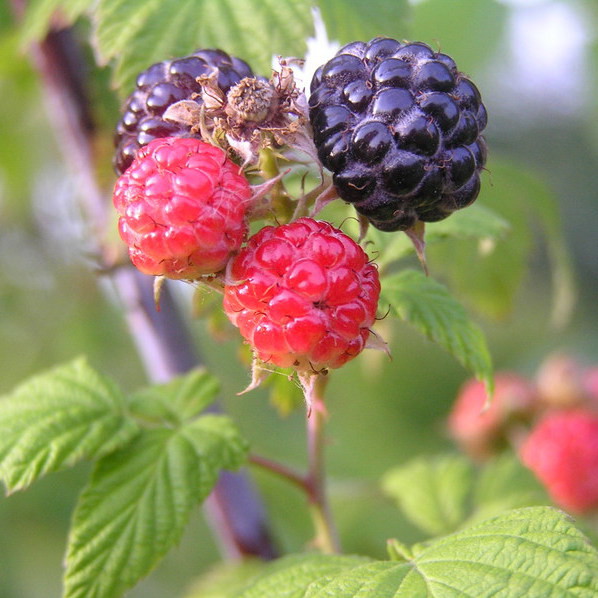 Do pojedzenia czarne maliny, przywiezione przez męża z Kudowy Zdrój.