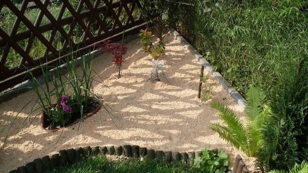 Dwa klony palmowe (łac. Acer palmatum ),   dalej po środku malutki krzaczek to starzec srebrzysty (łac. Senecio cineriaria)  oraz kiścień wawrzynowy (łac.Leuco fontanesian) 