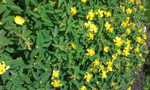 DZIURAWIEC KIELICHOWATY