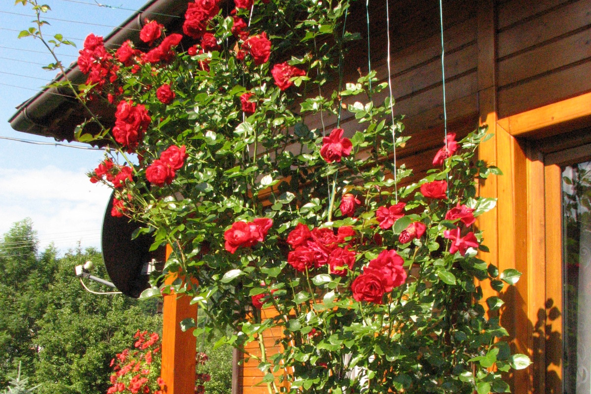 Energetyczna róża zaglądająca do salonu