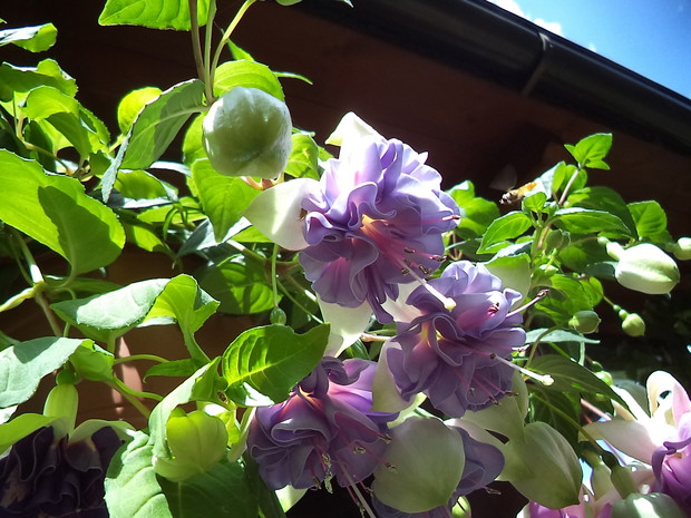 Fuksje- to one witają gości jako pierwsze na tarasie powodując uśmiech na ich twarzach :)