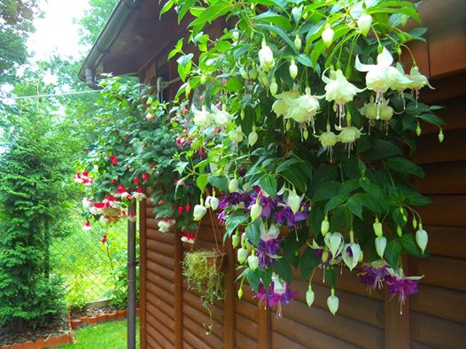 Fuksje - Ułanki czyli? Baletnice