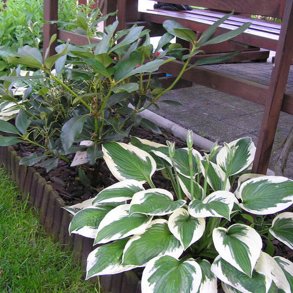 Funkia Patriot w parze z azalią Nova Zembla.