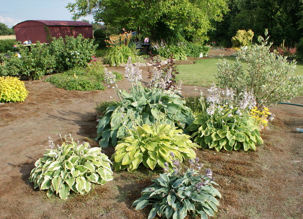 Funkie  pięknie zdobią każdy ogród.