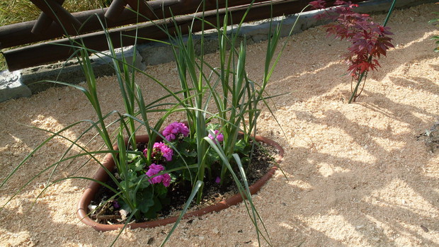 Gromadka irysów w donicy