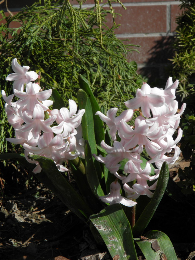 hiacynty - ten zapach!