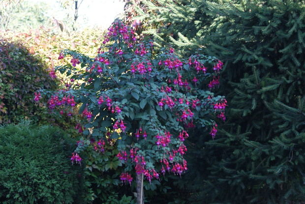I jeszcze jedna duma: własnoręcznie wyhodowana fuksja!